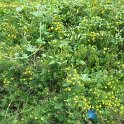 Jasminum fruticans
